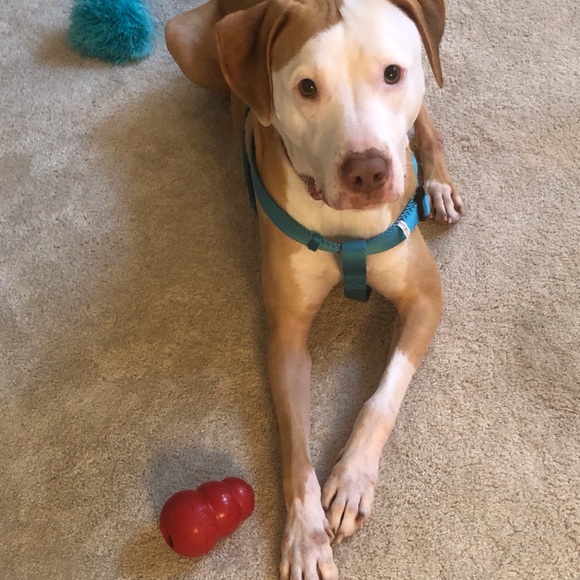 Meet your Posher, Katie - Picture 3 of 4